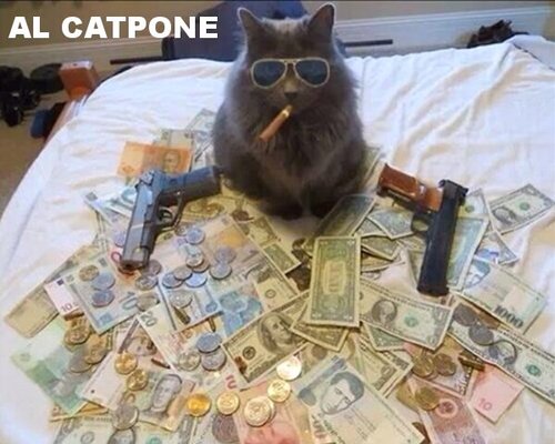 al catpone Must See Imagery: 50 funny pics to brighten your Tuesday
